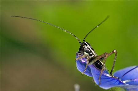 Insetticidi Agricoltura
